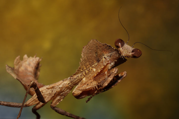 All About the Dead Leaf Mantis: The Master of Disguise