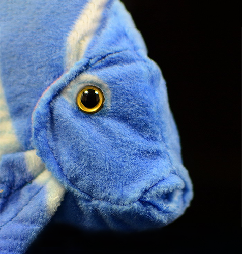 大西洋蓝唐鱼毛绒毛绒玩具
